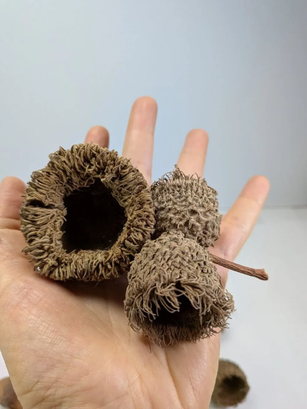 Huge 130+ Pc Botanical Craft Supply Lot Sweetgum Lotus Pods Acorns Pinecones
